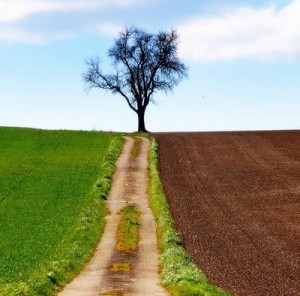 albero
